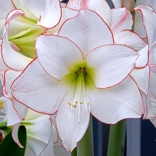 Amaryllis Picotee Hippeastrum