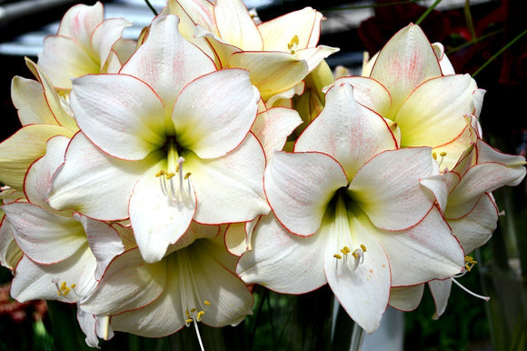 Amaryllis — cebule | Kup online - Picotee