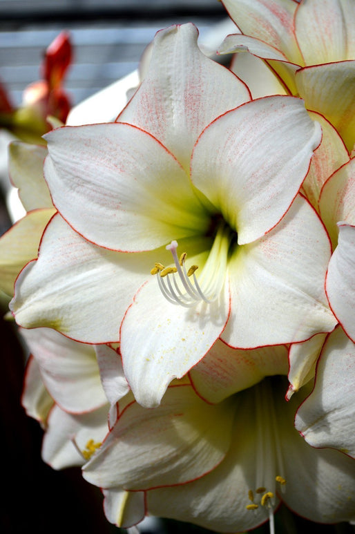 Cebulki Amaryllis 'Picotee'