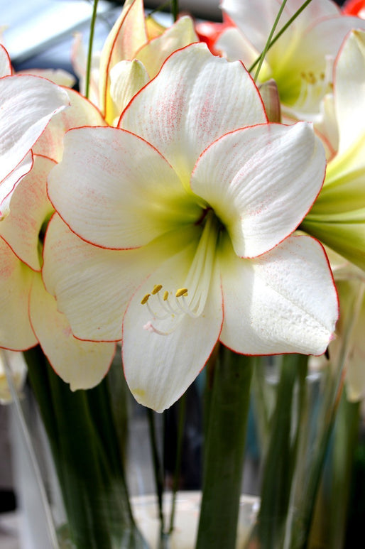 Amaryllis Picotee cebulki kwiatowe