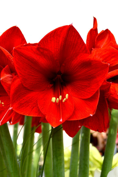 Amaryllis Red Lion Cebulki