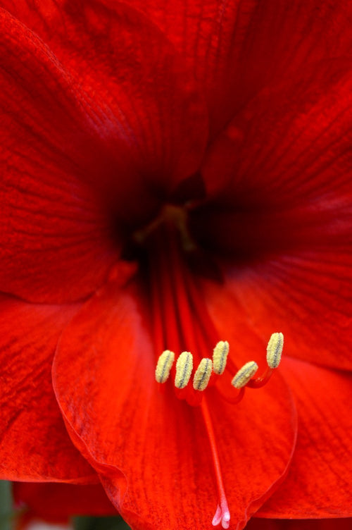 Amarylis (Hippeastrum) 'Red Lion'