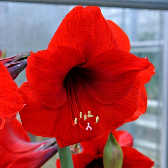 Amaryllis Red Lion Cebulki kwiatowe