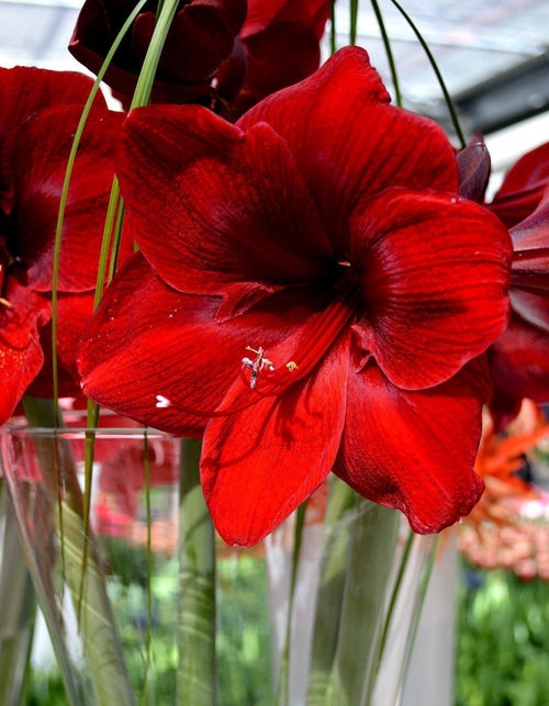 Hippeastrum - Cebullki Amarylis Royal Velvet