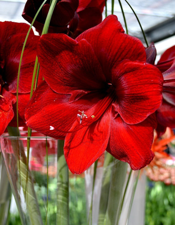 Hippeastrum - Cebullki Amarylis Royal Velvet