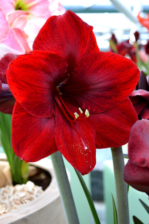 Kup Amaryllis Royal Velvet Cebulki