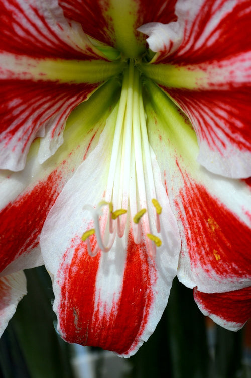 Amaryllis Spartacus Cebulki