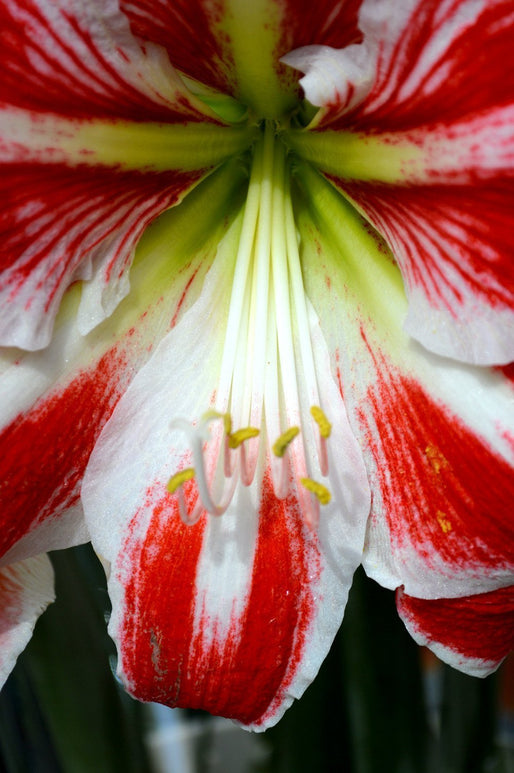 Amaryllis Spartacus Cebulki