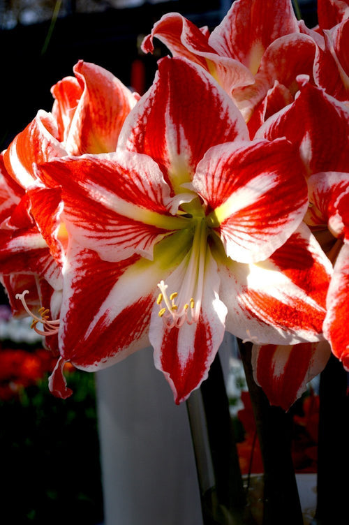 Amaryllis Spartacus