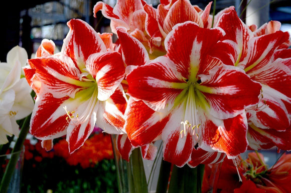 Amaryllis Spartacus | Amarylis cebulki kwiatowec