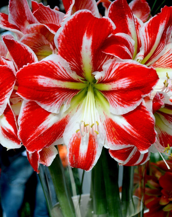 Amaryllis Spartacus | Amarylis cebulki kwiatowec