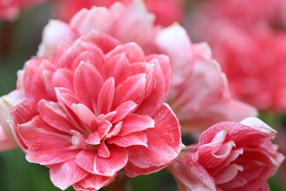 Amarylis Hippeastrum Double Dream