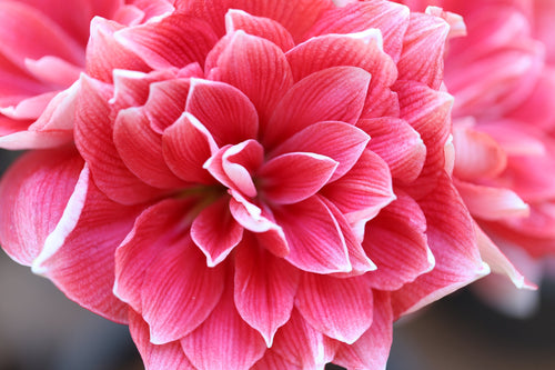 Amarylis Pełny Double Dream (Podwójne marzenie)