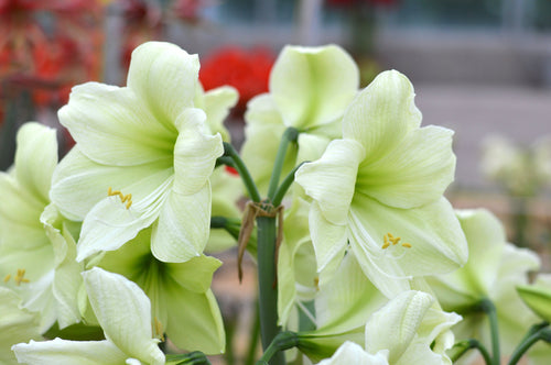 Amaryllis w Bulwy, cebulki LUna