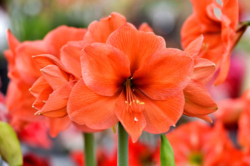 Amaryllis 'Orange Desire' - Najlepszy pomarańczowy amarylis!