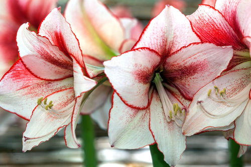 Amaryllis Temptation Cebulki