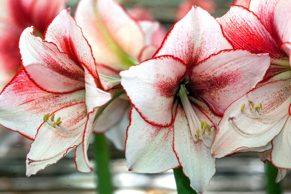 Amaryllis Temptation Cebulki