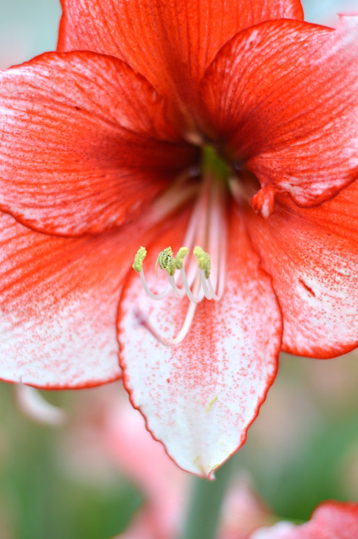 Amaryllis Temptation