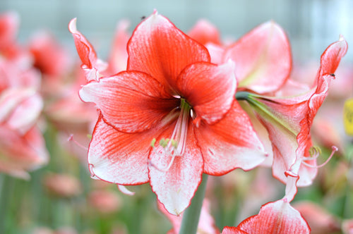 Kup Amaryllis Temptation Polska