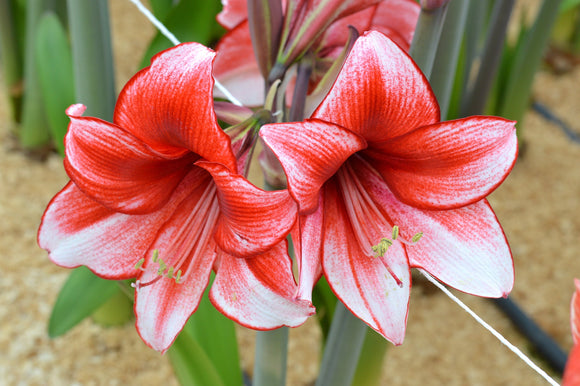 Cebulki Amaryllis Temptation