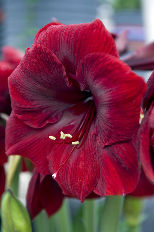 Hippeastrum - Cebullki Amarylis Royal Velvet