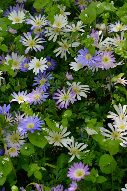 Anemone Blanda Bulbs