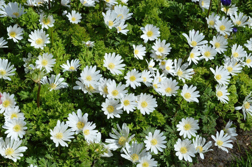 Anemone Blanda White Splendour - Grecian Wind Flowers