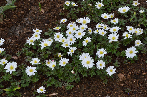 Anemone Blanda White Windflowers
