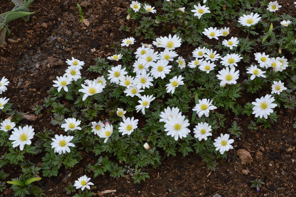 Anemone Blanda White Windflowers