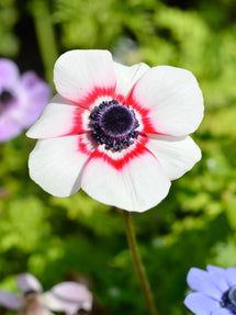 Zawilec Grecki De Caen Bicolor