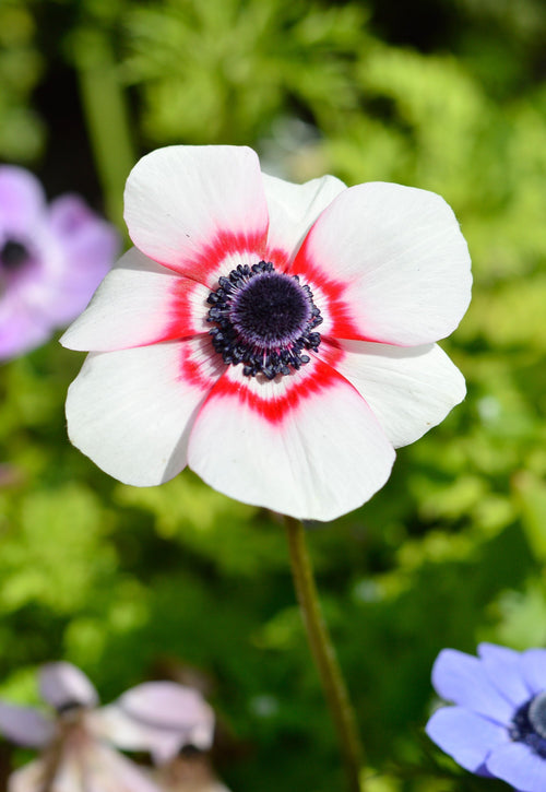 Anemone de Caen Bi-Color - Red and White
