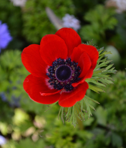 Red Anemone Windflowers - Anemone Hollandia