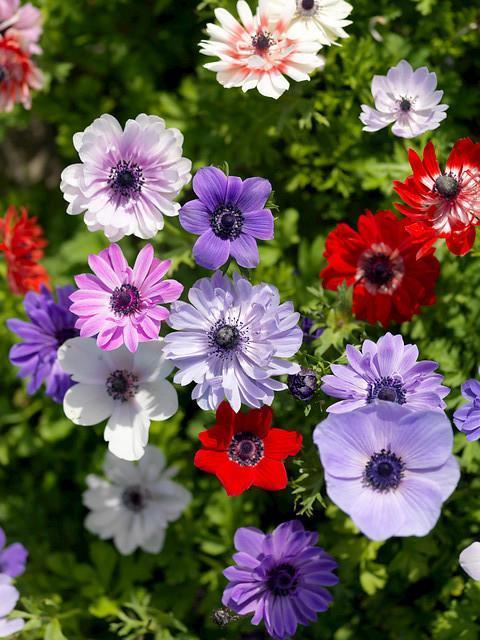 Anemone St. Brigid Bulbs