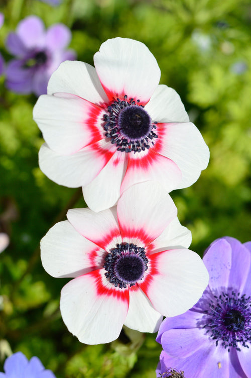 Anemone de Caen Bi Color - White and Red Anemone bulbs