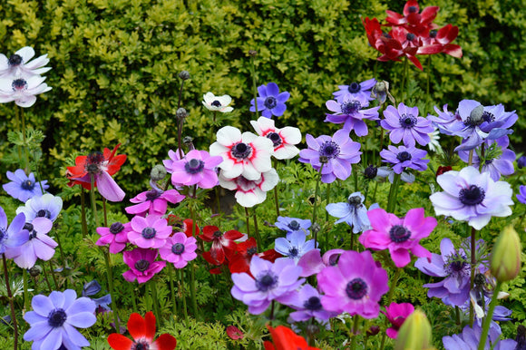 cebulki kwiatowe Zawilec Grecki Mieszanka