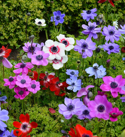 Zawilec Grecki Mieszanka