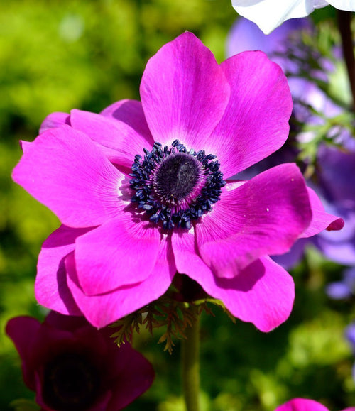 Zawilec Wieńcowy Sylphide różowy