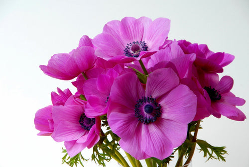 Zawilec wieńcowy różowy Sylphide