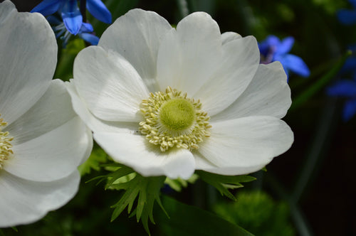 White Anemone de Caen The Bride