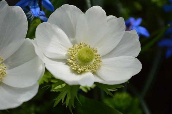 White Anemone de Caen The Bride