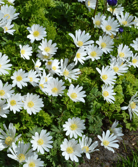 Anemone Blanda White Splendour - Grecian Wind Flowers