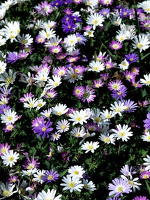 Zawilec Grecki Mieszanka