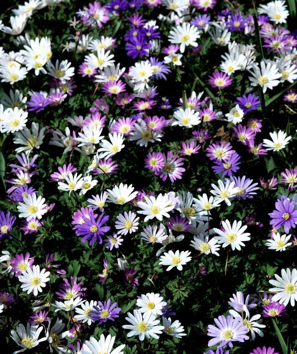 Anemone Blanda Mixed - Windflowers