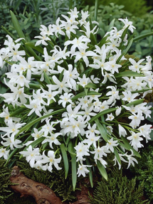 Śnieżnik Lśniący Biały