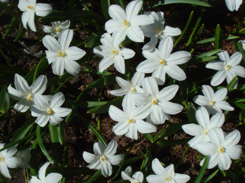 Śnieżnik lśniący biały - Chionodoxa luciliae alba