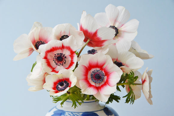 Anemone de Caen Bi-Color Bulbs Red-White