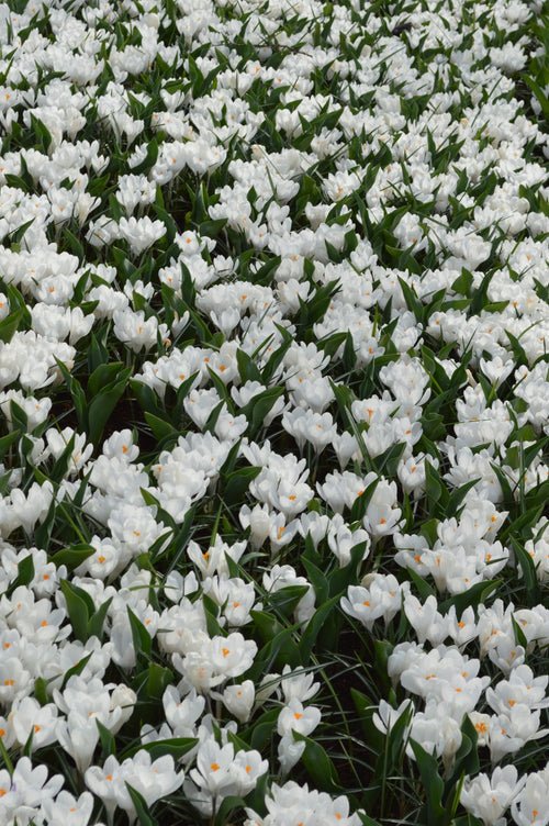 Białe cebulki krokusa