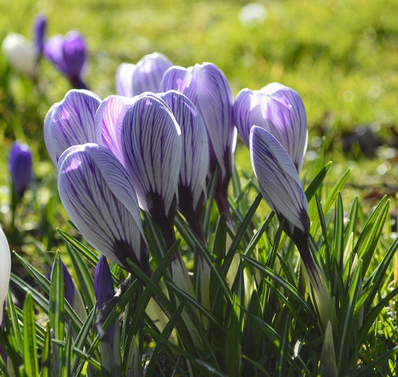 Kup Krokus Wielkokwiatowy 'Pickwick' Cebulki