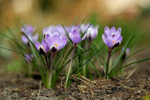 Crocus 'Spring Beauty' sadząc cebulki jesienne