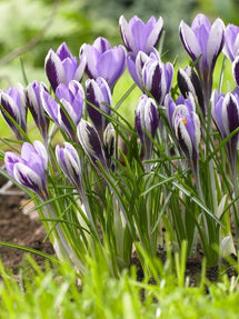 Krokus Spring Beauty